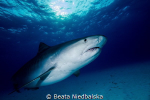 Isn't he amazing! by Beata Niedbalska 